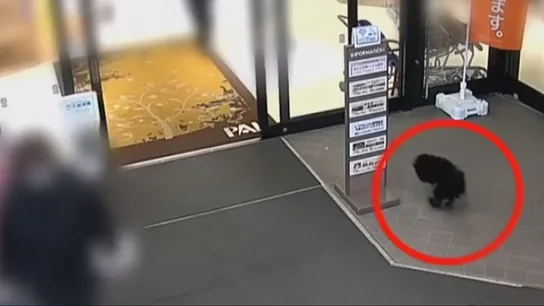 Un oso se cuela en un supermercado, ataca a un trabajador y destroza el local Un oso se cuela en un supermercado, ataca a un trabajador y destroza el local