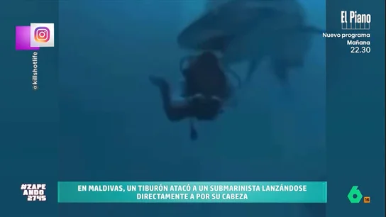 Un tiburón se 'come' la cabeza de un buceador: "Esto demuestra que los humanos somos como las gambas" Un tiburón se 'come' la cabeza de un buceador: "Esto demuestra que los humanos somos como las gambas"