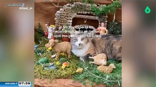 El divertido momento de un gato al colarse en un belén: "No soy experta, pero este pastorcillo es raro"  El divertido momento de un gato al colarse en un belén: "No soy experta, pero este pastorcillo es raro"