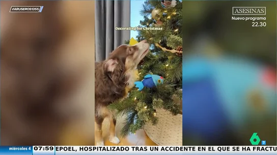 Así decora un perro el árbol de Navidad a su gusto con sus peluches Así decora un perro el árbol de Navidad a su gusto con sus peluches