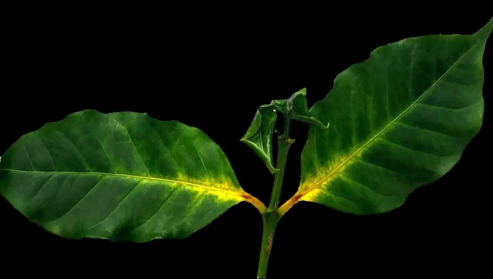 Hoja de Coffea arabica infectada con Fusarium xylarioides Hoja de Coffea arabica infectada con Fusarium xylarioides