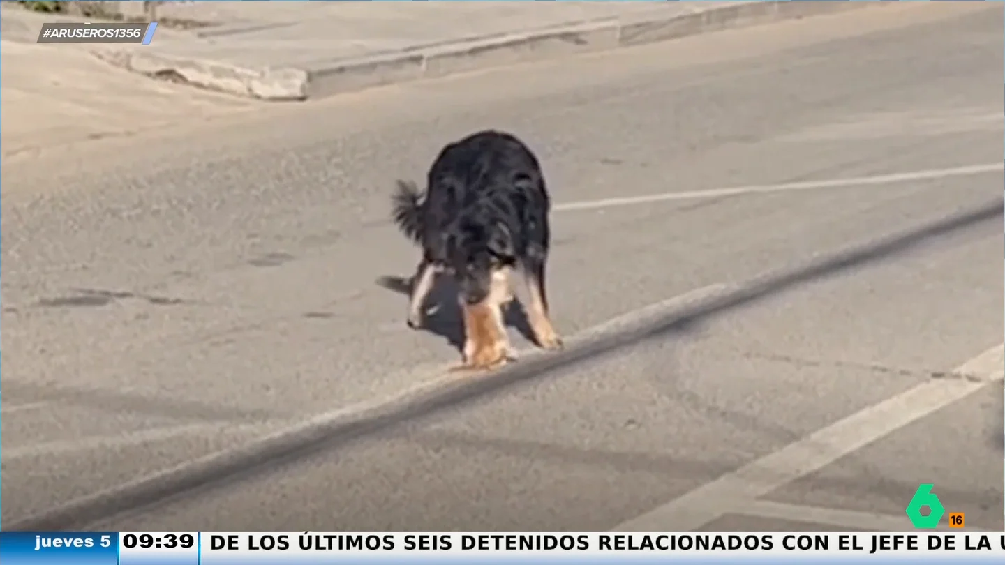 El conmovedor viral de un perro rescatando a un gato que está en peligro en la carretera El conmovedor viral de un perro rescatando a un gato que está en peligro en la carretera