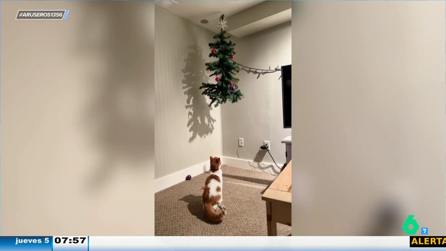 La divertida obsesión de este gato por alcanzar el árbol de Navidad no tiene límites La divertida obsesión de este gato por alcanzar el árbol de Navidad no tiene límites