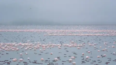 Aves acuáticas Doñana Aves acuáticas Doñana