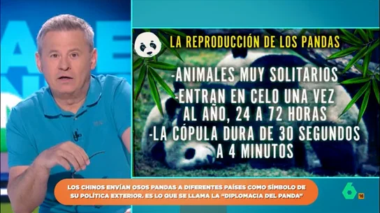 El curioso dato sobre los pandas que deja alucinados a los zapeadores: "Su cópula dura entre 30 segundos y cuatro minutos" Los pandas son animales solitarios lo que hace que sean muy especiales a la hora de reproducirse. Además, las hembras solo entran en celo una vez al año y este dura entre 24 y 72 horas.
