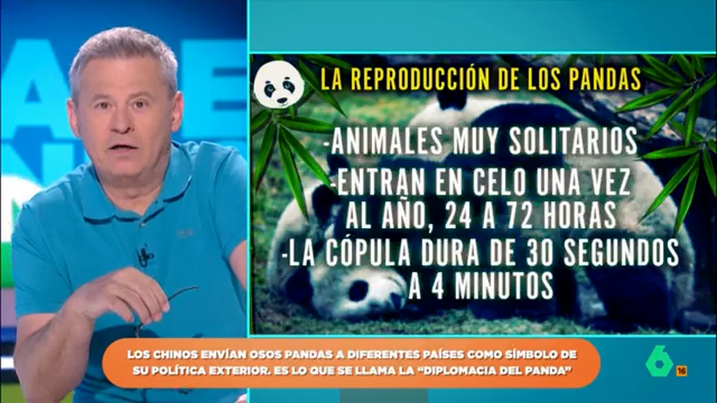 El curioso dato sobre los pandas que deja alucinados a los zapeadores: "Su cópula dura entre 30 segundos y cuatro minutos" Los pandas son animales solitarios lo que hace que sean muy especiales a la hora de reproducirse. Además, las hembras solo entran en celo una vez al año y este dura entre 24 y 72 horas.
