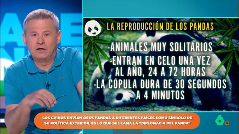 El curioso dato sobre los pandas que deja alucinados a los zapeadores: "Su cópula dura entre 30 segundos y cuatro minutos"