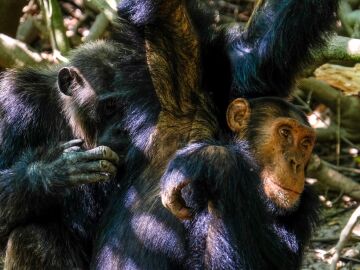 Dos primates practicando un ritual de limpieza