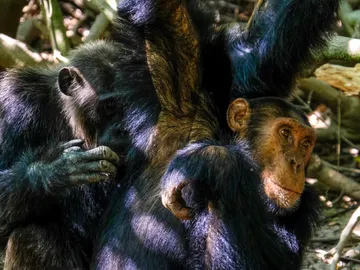 Dos primates practicando un ritual de limpieza Dos primates practicando un ritual de limpieza