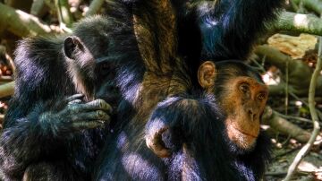 Dos primates practicando un ritual de limpieza