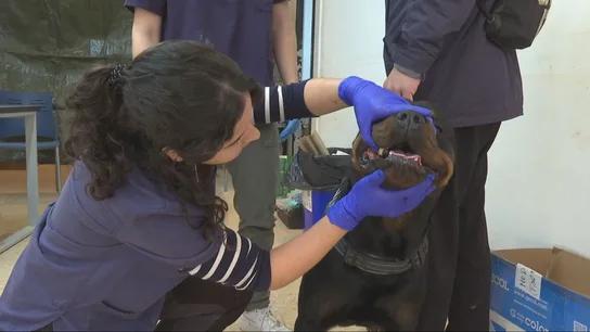 Veterinaria atendiendo a un perro víctima de la DANA Veterinaria atendiendo a un perro víctima de la DANA