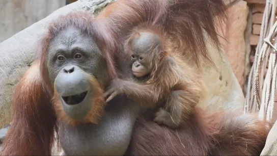 Una madre simia, con su bebé Una madre simia, con su bebé