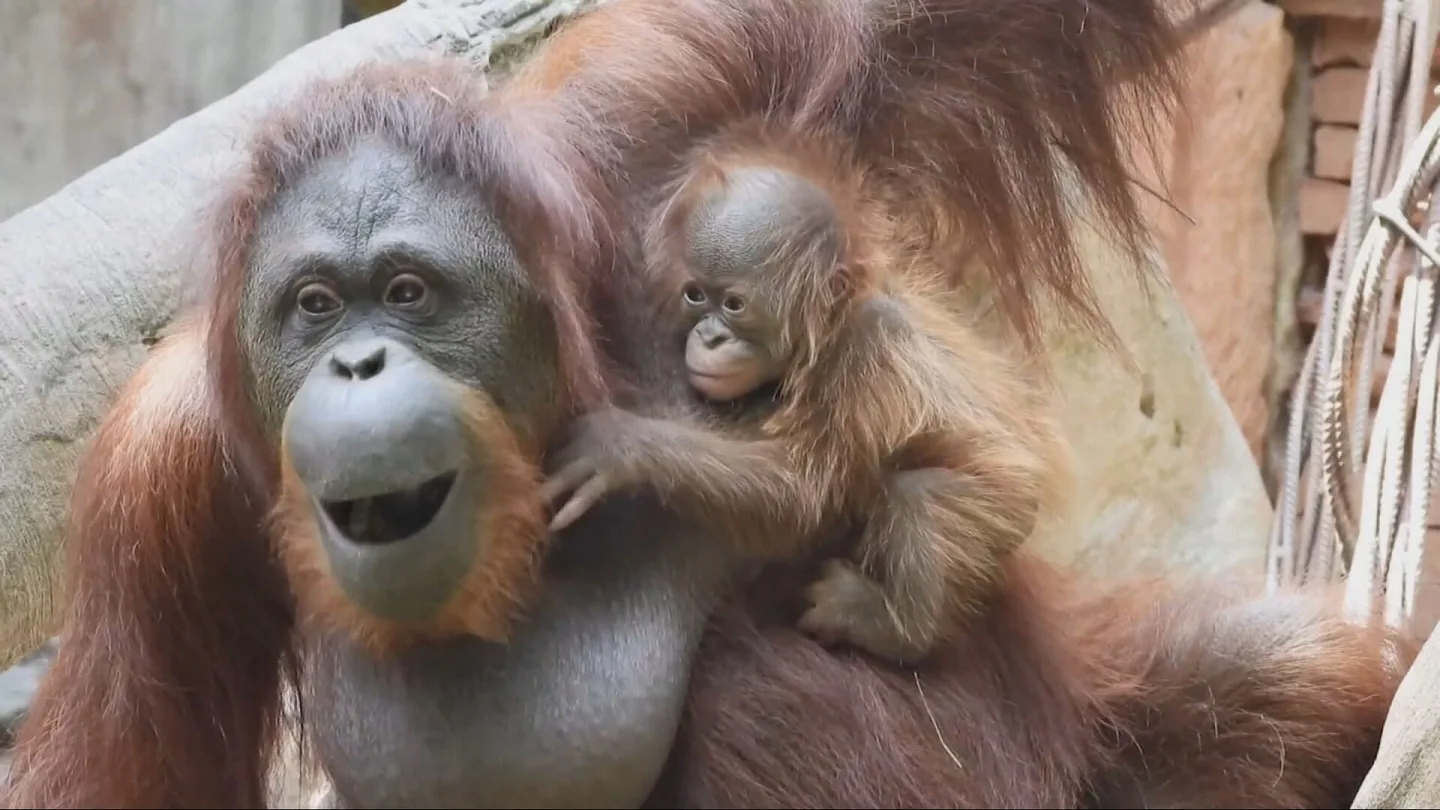 Una madre simia, con su bebé Una madre simia, con su bebé
