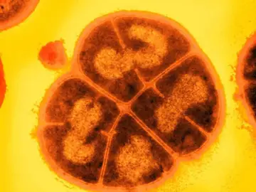 Bacteria Conan Bacteria Conan