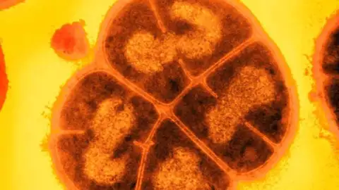 Bacteria Conan Bacteria Conan