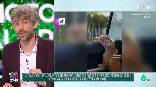 Víctor Algra aconseja cómo viajar con nuestras mascotas en coche: "Nunca hay que llevarlo suelto" El veterinario explica que, aunque la ley no especifica cómo deben viajar nuestras mascotas, sí que expone que estas deben estar sujetas para que no interfieran en la conducción.