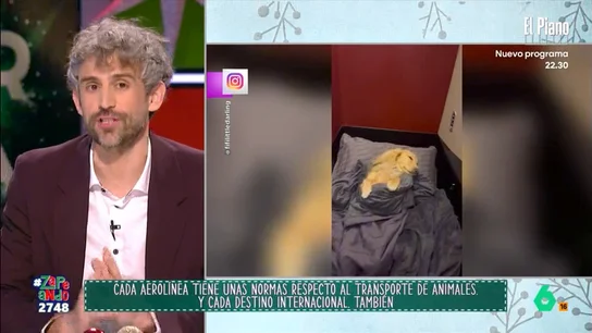 Víctor Algra explica qué se debe tener en cuenta a la hora de viajar con nuestras mascotas en avión El veterinario indica que se deben tener en cuenta la normativa del país al que se va a viajar. Algra explica que pueden pedir desde determinadas vacunas, la desparasitación del animal o que tenga un pasaporte.