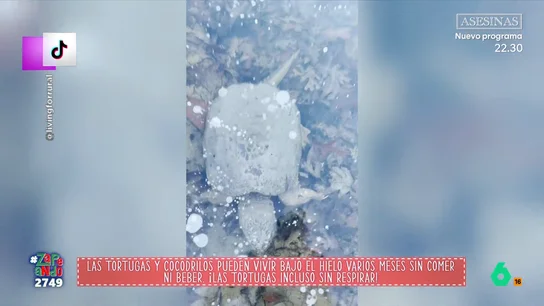 Francisco Cacho explica qué es la brumación, un fenómeno que sufren los reptiles durante los meses fríos Los reptiles, con la llegada del invierno, llevan a cabo un proceso similar a la hibernación en el que sobreviven, incluso, bajo el hielo.