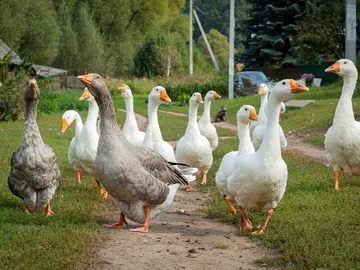 Bandada de gansos Bandada de gansos