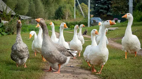 Bandada de gansos Bandada de gansos