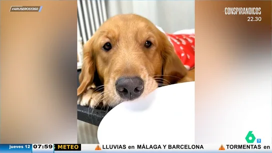 Aruseros perro Aruseros perro