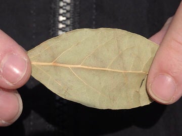 Hoja de laurel