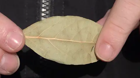 Hoja de laurel Hoja de laurel