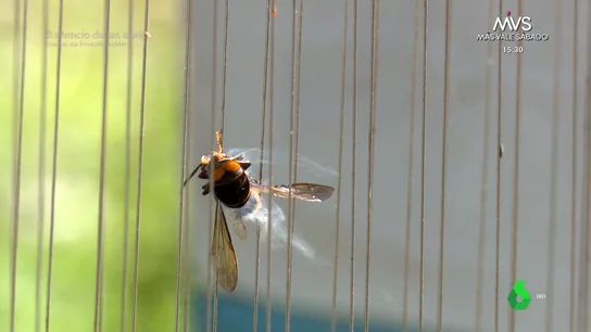 El curioso método de un apicultor para acabar con la avispa asiática: "Se oye cómo chisporrotea, las fríe" Ante la amenaza de la avispa asiática, Equipo de Investigación entrevistaba a Agustín Loureda, un apicultor que denuncia que el primer año de la llegada de esta especie invasora "de las 85 colmenas que tenía me mató 43".