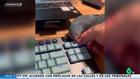 El divertido viral del loro que roba las piezas de teclado para que su dueño no pueda trabajar El divertido viral del loro que roba las piezas de teclado para que su dueño no pueda trabajar