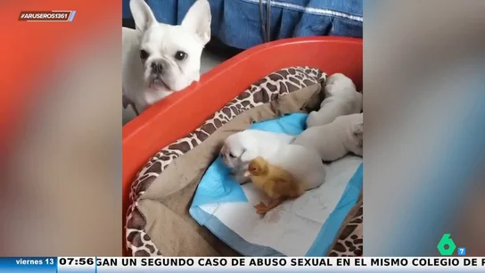 El tierno vídeo viral del perro que adopta a un pato como si fuera uno más de sus cachorros El tierno vídeo viral del perro que adopta a un pato como si fuera uno más de sus cachorros