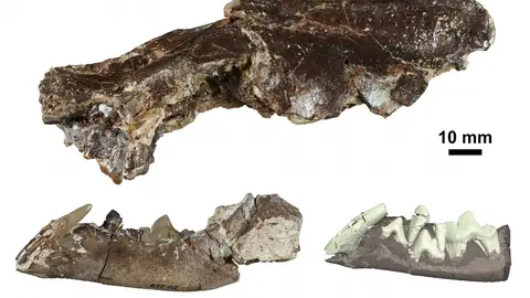 Ischyrictis zibethoides de La Retama, Ischyrictis zibethoides de La Retama,