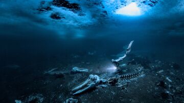 cementerio de ballenas en el fondo del océano