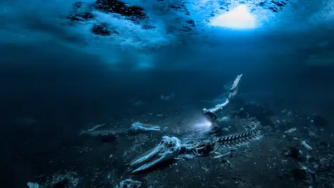 cementerio de ballenas en el fondo del océano cementerio de ballenas en el fondo del océano