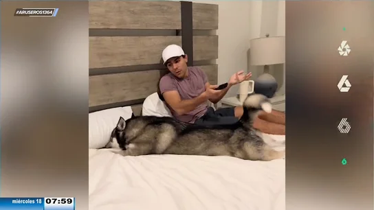 El divertido enfado de un perro cuando su dueño le quita sus dibujos animados favoritos El divertido enfado de un perro cuando su dueño le quita sus dibujos animados favoritos