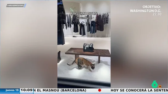 Un gato se viraliza al confundir la nieve artificial de un escaparate con un arenero y defecar en él Un gato se viraliza al confundir la nieve artificial de un escaparate con un arenero y defecar en él