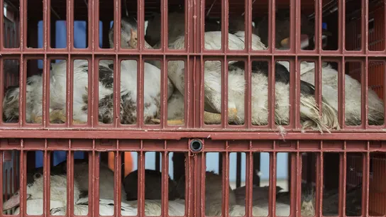 Fotografía de archivo de aves de corral que son llevadas en jaulas a un matadero para evitar que se extienda una epidemia de gripe aviar. Fotografía de archivo de aves de corral que son llevadas en jaulas a un matadero para evitar que se extienda una epidemia de gripe aviar.