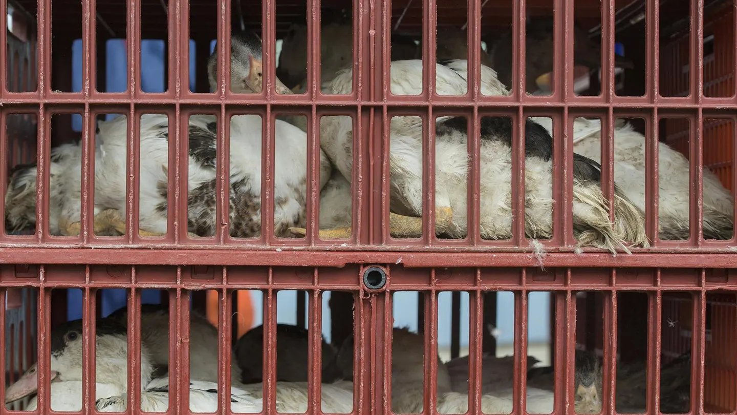 Fotografía de archivo de aves de corral que son llevadas en jaulas a un matadero para evitar que se extienda una epidemia de gripe aviar. Fotografía de archivo de aves de corral que son llevadas en jaulas a un matadero para evitar que se extienda una epidemia de gripe aviar.