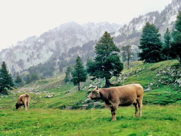 Vacas en Ribagorza, Benasque