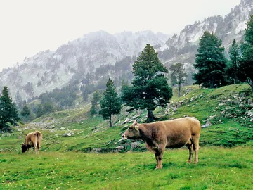 Vacas en Ribagorza, Benasque Vacas en Ribagorza, Benasque