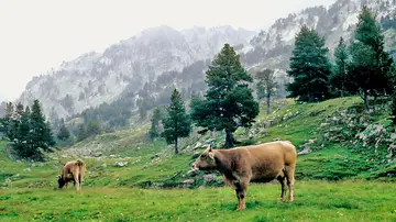 Vacas en Ribagorza, Benasque Vacas en Ribagorza, Benasque