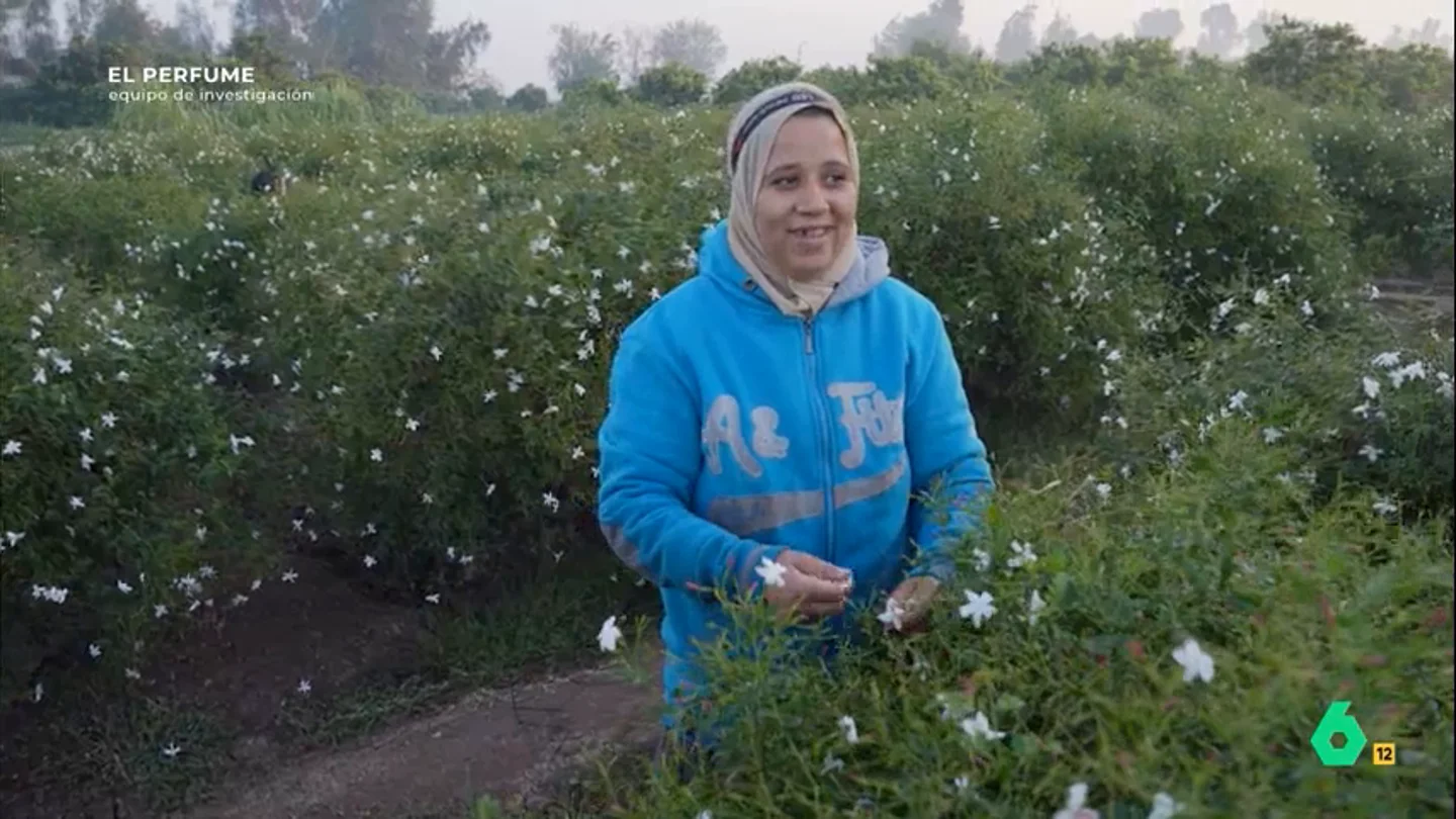 Una mujer, en la recogida del jazmín Una mujer, en la recogida del jazmín