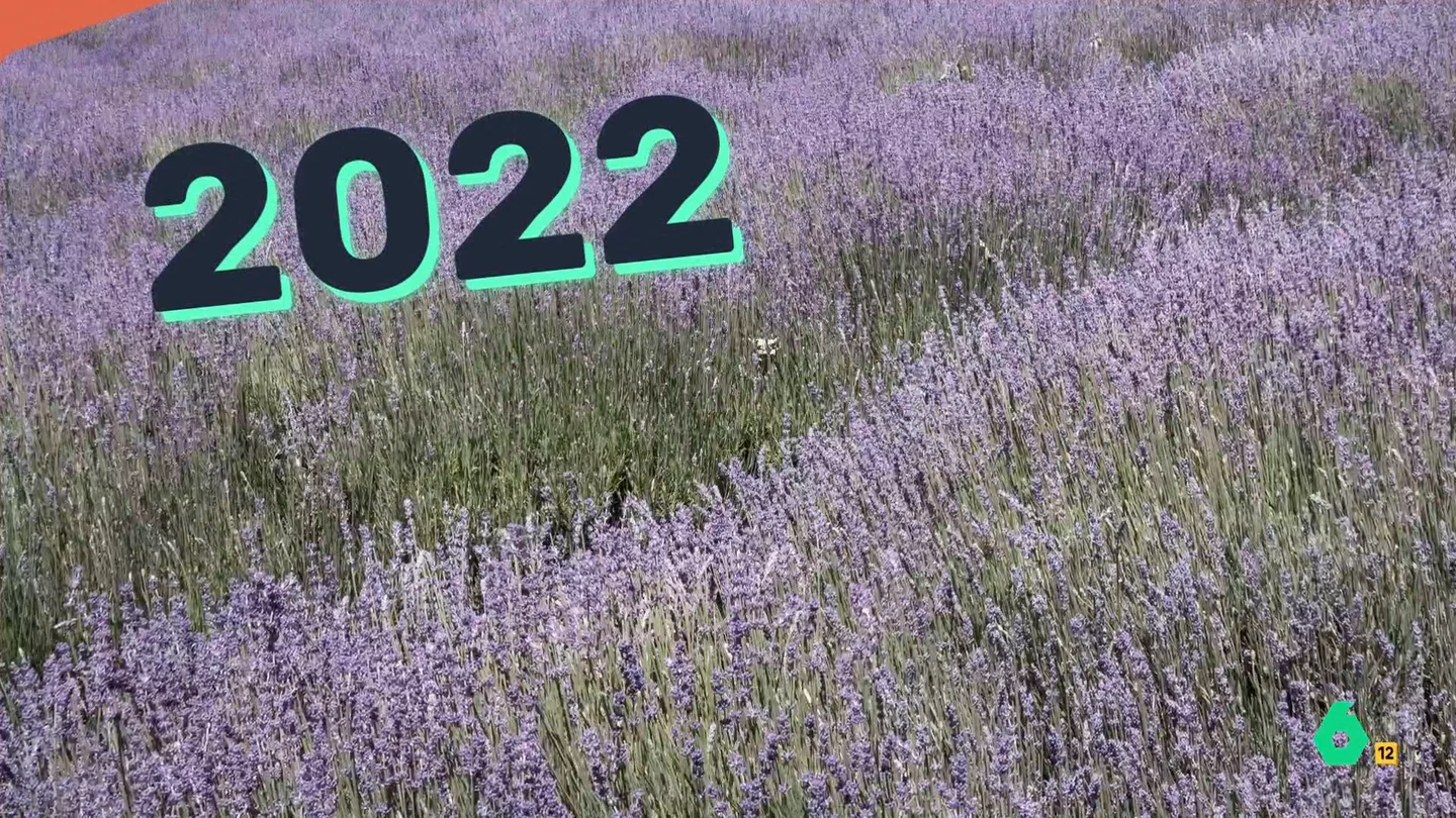 Campo de lavanda Campo de lavanda