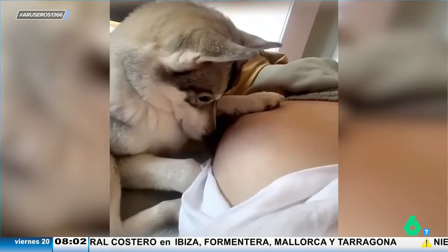 La tierna reacción de su perro al notar por primera vez al bebé en su barriga de embarazada La tierna reacción de su perro al notar por primera vez al bebé en su barriga de embarazada