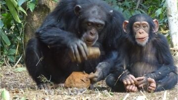 Una chimpancé hembra adulta parte una nuez junto a su hijo pequeño