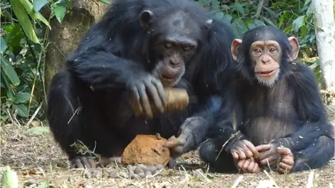 Una chimpancé hembra adulta parte una nuez junto a su hijo pequeño Una chimpancé hembra adulta parte una nuez junto a su hijo pequeño