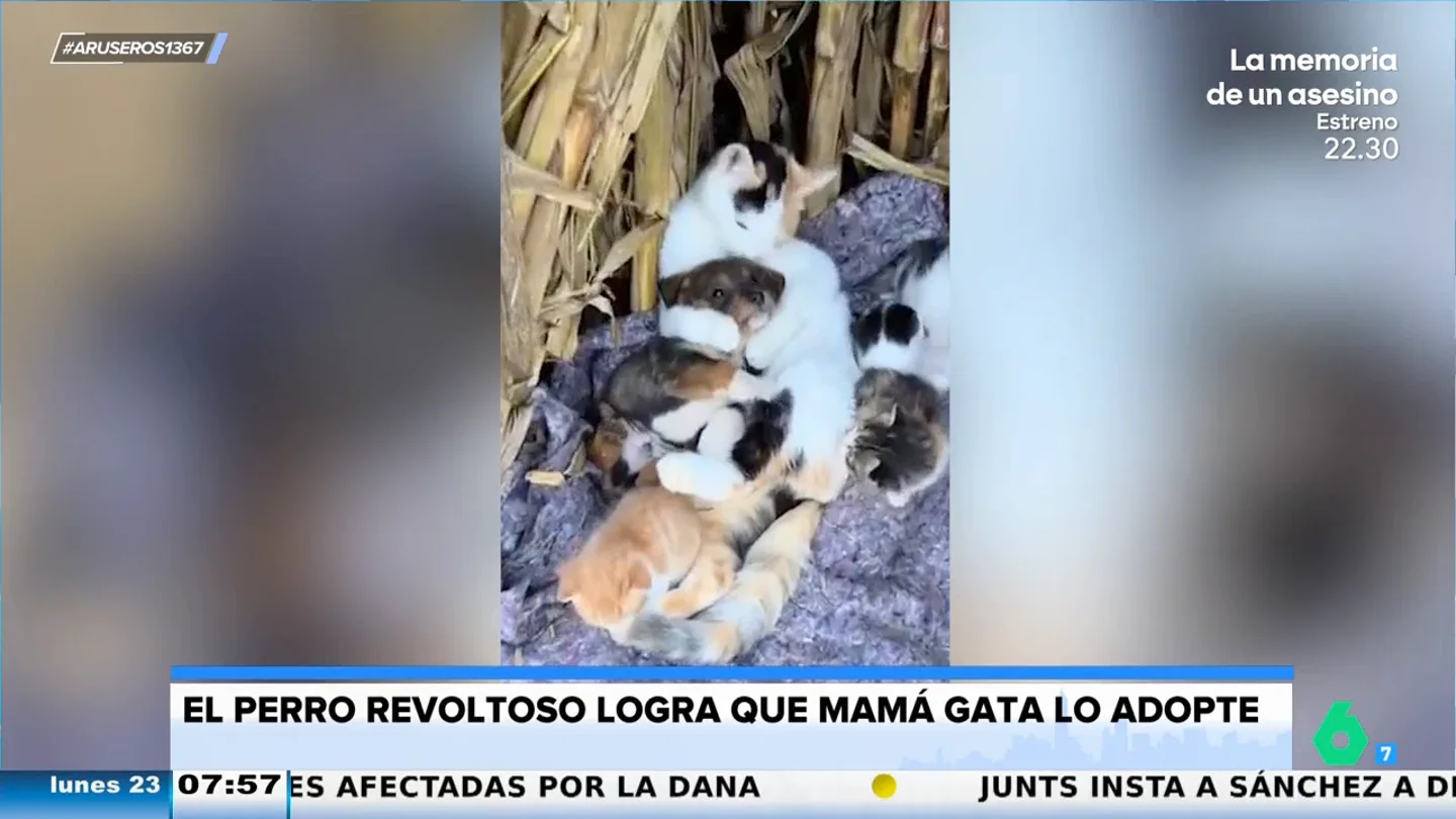 El tierno momento en el que una mamá gato adopta a un perro y lo trata como uno más El tierno momento en el que una mamá gato adopta a un perro y lo trata como uno más