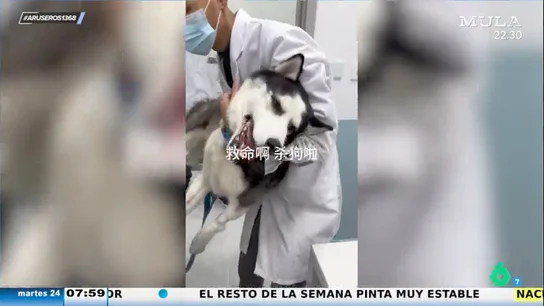 La reacción viral de un perro cuando se da cuenta de que le van a vacunar La reacción viral de un perro cuando se da cuenta de que le van a vacunar