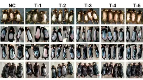 Evolución del crecimiento de pelo en ratones Evolución del crecimiento de pelo en ratones