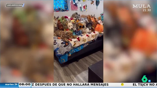 ¿Perros o peluches? El divertido viral que deja alucinada a Tatiana Arús ¿Perros o peluches? El divertido viral que deja alucinada a Tatiana Arús