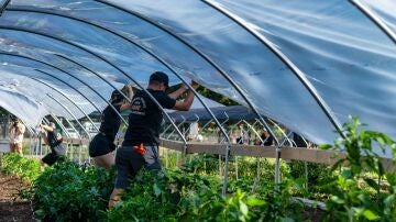 agricultores de invernadero